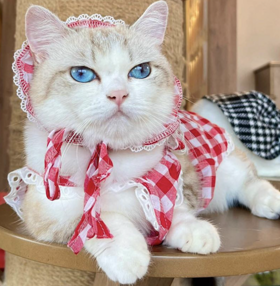 Bắp (Corny) profile