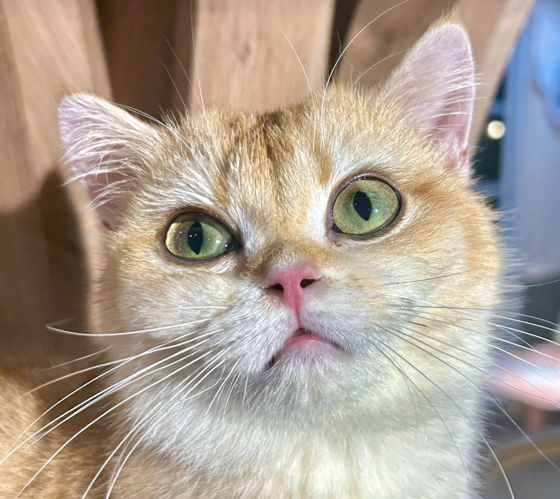 Bơ (Butter) profile