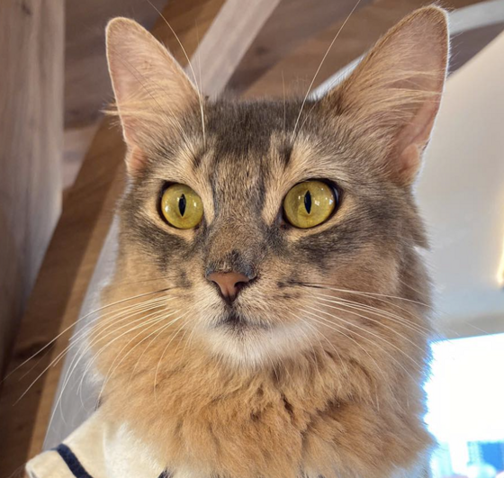 Chồn (Raccoon) profile