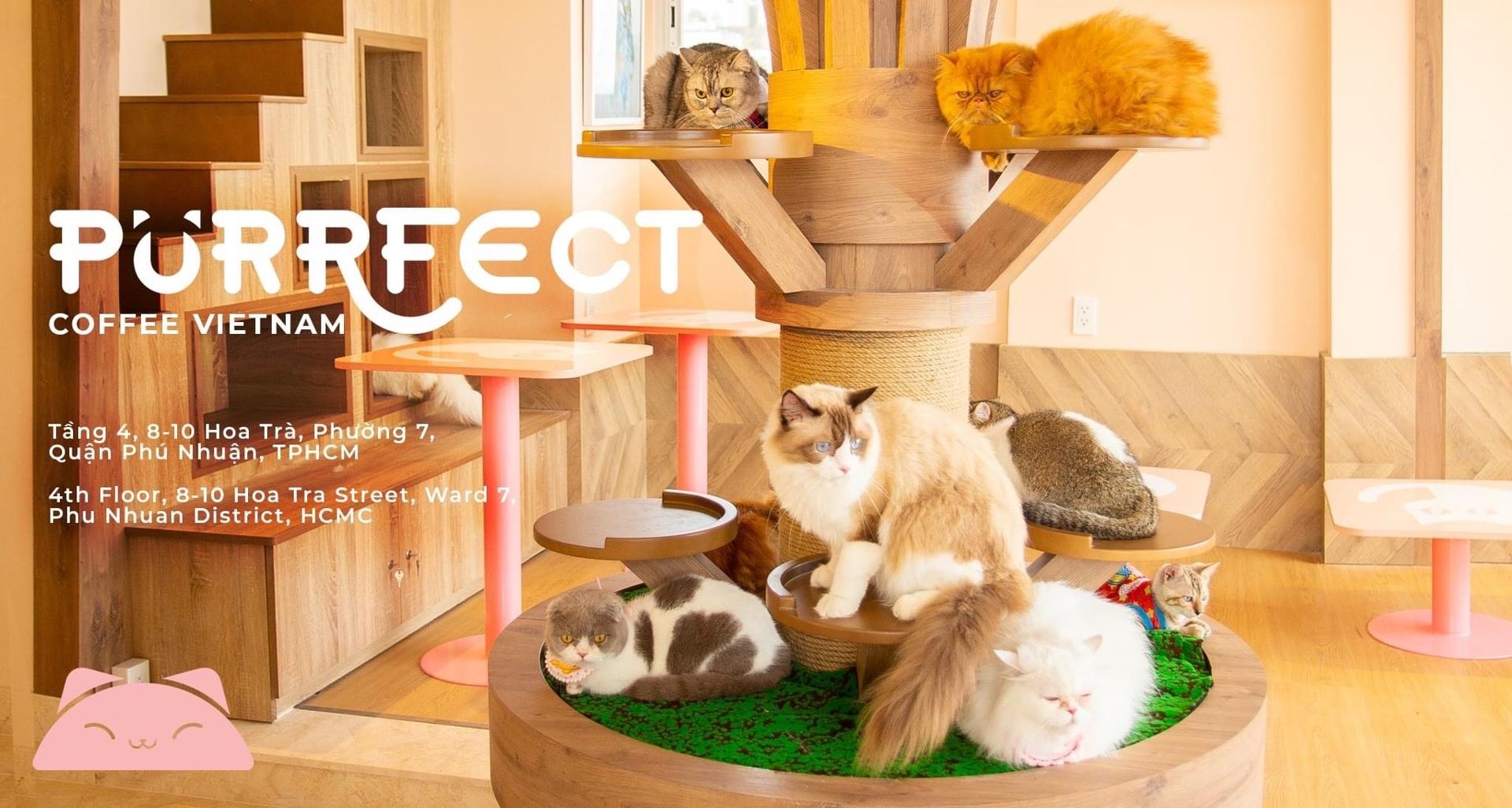 purrfect banner
