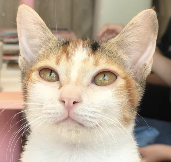 Tấm (Grain) profile